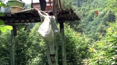 balci -  Rizeli arıcılar bal sağımına başladı  Videosu