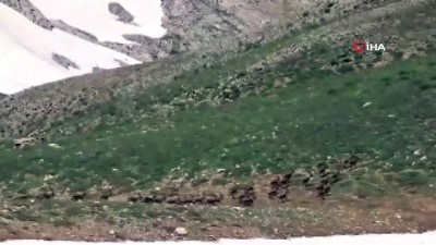 doga fotografcisi -  Bezuvar dağ keçileri sürü halinde görüntülendi  Videosu