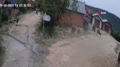 yasli kadin -  Karabük’teki cinayet anları kameraya böyle yansıdı Videosu