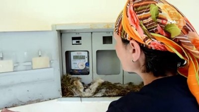 elektrik akimi -  Kuş elektrik saatine yuva yaptı, ev sahibi elektriğini kesti  Videosu