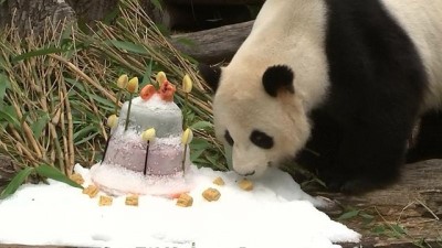 panda - Doğum günü pastasına anlam veremeyen Panda bambu yaprağı yemeye devam etti  Videosu