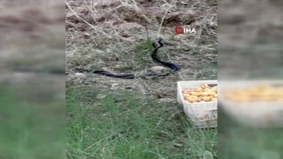 kayisi bahcesi -  Malatya'da yılanların dansı böyle görüntülendi Videosu