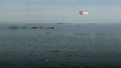 yunuslar -  Pendik’te yunusların gösterisi kamerada  Videosu