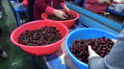 kiraz uretimi -  Rusya ve Almanya’nın kirazları Amasya’dan  Videosu