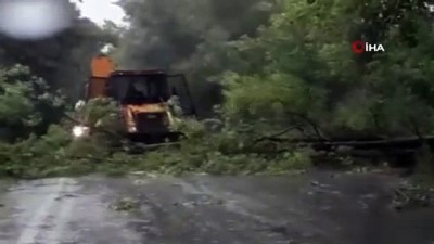  Yola devrilen ağaç ulaşımı kapattı