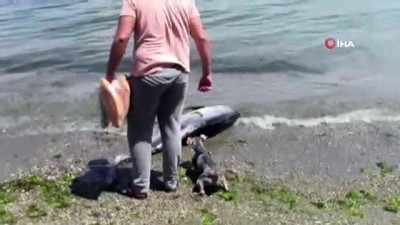 orkinos -  90 kiloluk orkinos sahile vurdu Videosu