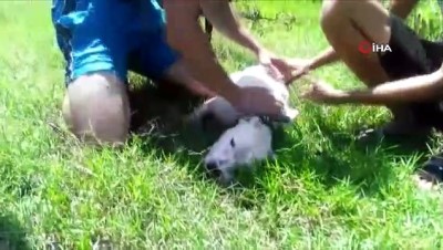 girdap -  Boğulan köpeğine dakikalarca suni tenefüs yaptı ama kurtaramadı  Videosu