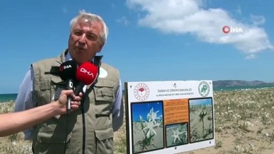 kacirilma -  Bu bitkiyi koparmanın cezası 60 bin lira  Videosu