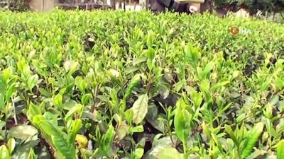 cay alimi -  Bu çay Anzer Balı'ndan pahalı  Videosu