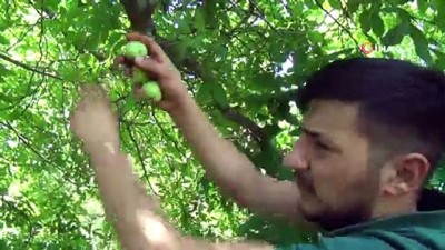 yaz mevsimi -  Ceviz reçelinin lezzet yolculuğu  Videosu