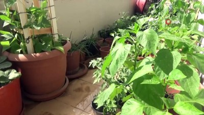 organik sebze -  Evinin balkonunda organik sebze yetiştiriyor  Videosu
