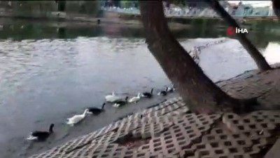  Kızılırmak’ta yüzen kazlardan görsel şölen 