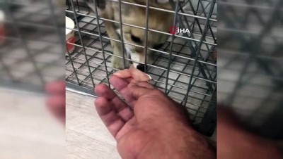 dogal yasam alani -  Tedavisi tamamlanan yavru tilki doğaya bırakıldı  Videosu