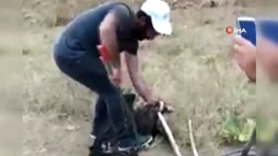  Yılan tarafından boğulmakta olan kartalı son anda kurtardılar 