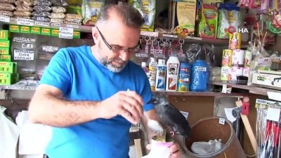  Yuvasından düşen karga yavrusu ‘Abdi’yi 3 aydır elleriyle besliyor 