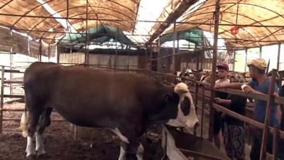 calisan kadin -  4 bilezikle girdiği hayvancılık işinde Kurban Bayramı öncesi servetine servet kattı  Videosu
