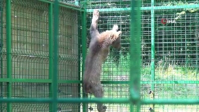 ayi yavrusu -  Tedavisi tamamlanan 'Aykız' doğaya salınmak üzere Kastamonu'ya gönderildi  Videosu