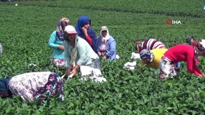  Bafra Ovası'nda biber hasadı 