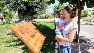zeytin agaci -  Bin 500 yıllık ‘anıt ağaç’ zeytin verdi Videosu