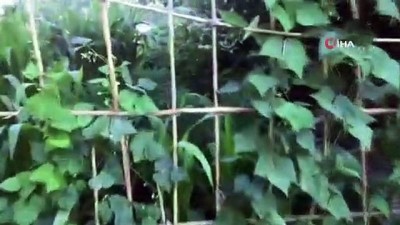 sarmasik - Bu da kenevir serası...Bahçesine ektiği kenevirleri sarmaşıklarla gizledi  Videosu