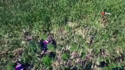 misir tarlasi -  Mısır tarlasına kurumaya bırakılmış kenevir ve kubar maddeleri drone ile tespit edildi  Videosu