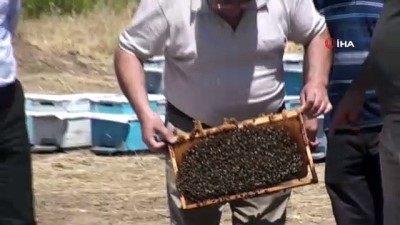 fizyoloji -  Adıyaman’ın yerli arıları tanımlanıyor  Videosu