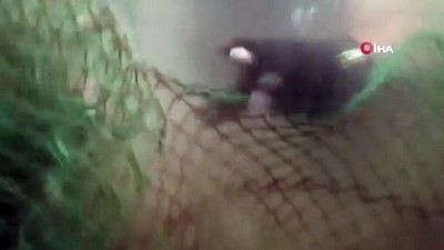 balik avi -  Denizin dibindeki trol operasyonu böyle görüntülendi  Videosu