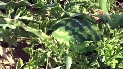  Karpuz ve kavundaki verimden memnun olan çiftçiler pazar sorunu yaşıyor 