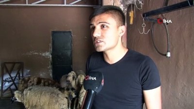 kurbanlik satisi -  Ortadoğu’ya canlı hayvan ihracatı kurbanlık fiyatlarını yükseltti  Videosu