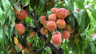  Tokat şeftalisinde hasat başladı 