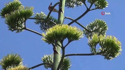 belediye baskan yardimcisi -  UNESCO'nun koruma altına aldığı “Agave” Silivri'de çiçek açtı  Videosu