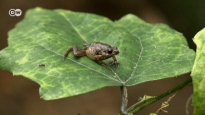 dedektif - Almanya’nın ağaç dedektifleri  Videosu