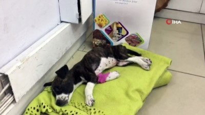 gurbetci -  Böyle vahşet görülmedi...Yavru köpeği poşete koyup canlı canlı çöpe attılar  Videosu