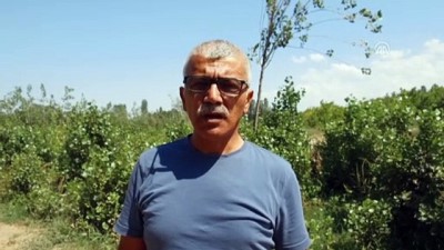 sonbahar - Akbabalar 'Doğu'nun Çukurova'sını mesken tuttu - IĞDIR  Videosu