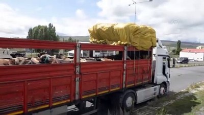 hassasiyet - Ardahan'dan diğer illere kurbanlık gönderimi başladı  Videosu