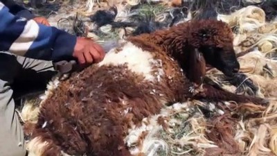 koyun kirkma - Gevaş yaylalarında 'kırkım' zamanı - VAN  Videosu