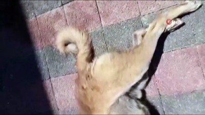 silahli saldiri -  Gözü dönmüş caniler köpeği hedef aldı  Videosu