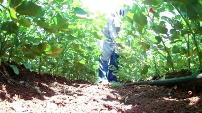 sonbahar - Pamukta'su stresine' dikkat - ŞANLIURFA  Videosu