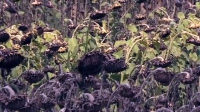 kirac - Ayçiçeğinde hasat zamanı - ADANA  Videosu