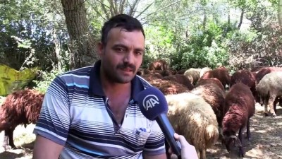 kazanci - Huzuru Köyde Bulanlar - Köyüne dönerek kazancını da huzurunu da artırdı - ÇORUM  Videosu