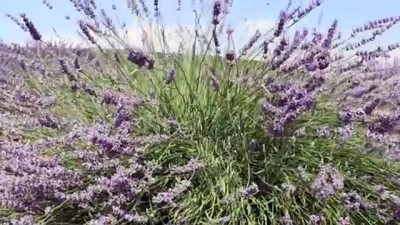 yogun mesai - Müşterilerini lavantalı gazozla serinletecek - DENİZLİ  Videosu