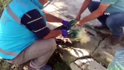 dezenfeksiyon -  Saçma ile vurulmuş leylek arazide ameliyat edildi  Videosu
