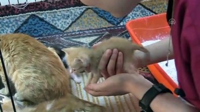 hassasiyet - Sahipsiz kalan yavrulara da 'anne' oldu - SİİRT  Videosu