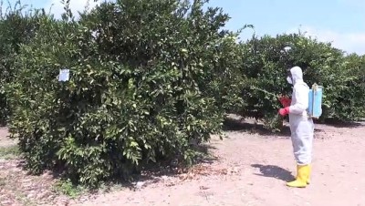 Akdeniz meyve sineği mücadelesi - ADANA 