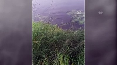 amator balikci - Aras Nehri'nde 1,5 metrelik yayın balığı yakalandı - KARS Videosu
