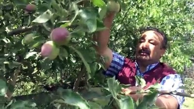 yaz mevsimi - Sarıkamış'ta ağaçlarda meyve bereketi - KARS  Videosu