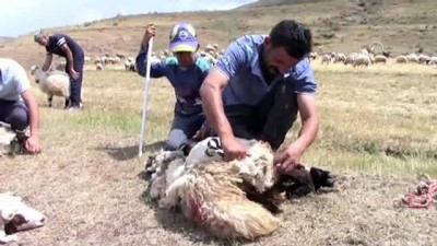 koyun kirkma - Besicilerin koyun kırkma telaşı başladı - VAN  Videosu