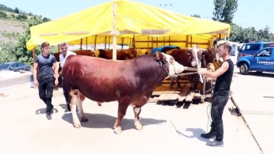 dogal besin - Bir tonluk 'Şampiyon' otomobil parasına satıldı - SAMSUN  Videosu
