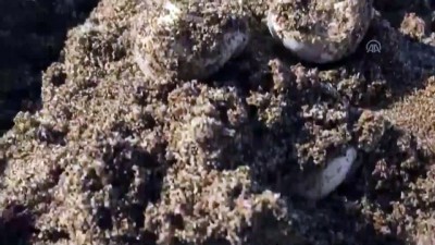 boru hatti - Caretta caretta yuvalarının zarar gördüğü iddiası - ANTALYA  Videosu