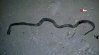  Yüksekova'da yılan paniği